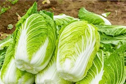 中国産の“ホルムアルデヒド漬け白菜”が物議を醸している　※写真はイメージです