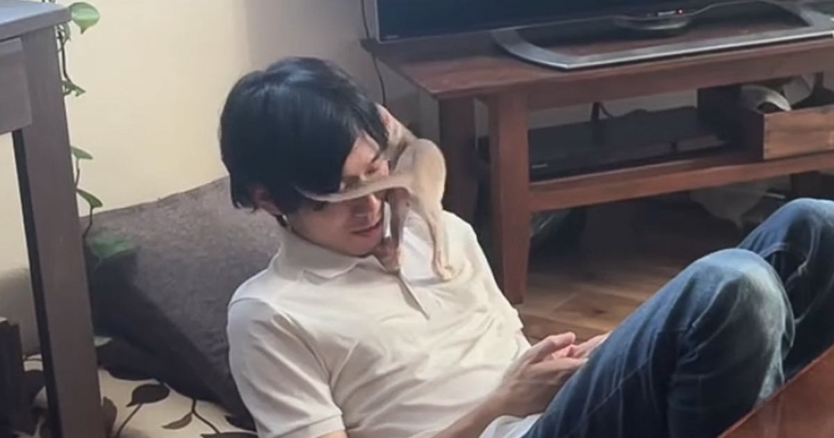 男性にベッタベタになつく子猫が可愛すぎると話題「可愛すぎる」