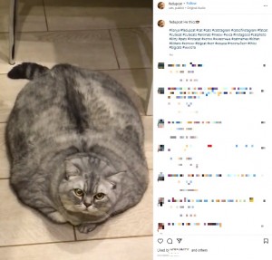 ���������롩���ͥ��λ��������Ƚ������³���ʲ����ϡ�Liznya the Cat��2021ǯ12��28����Instagram��He thicc�ס٤Υ����꡼�󥷥�åȡ�