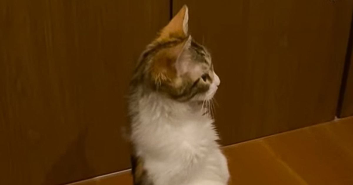 ֥ߡåȤȻפä444ʬܤФޤǭξ׷Ūʿ