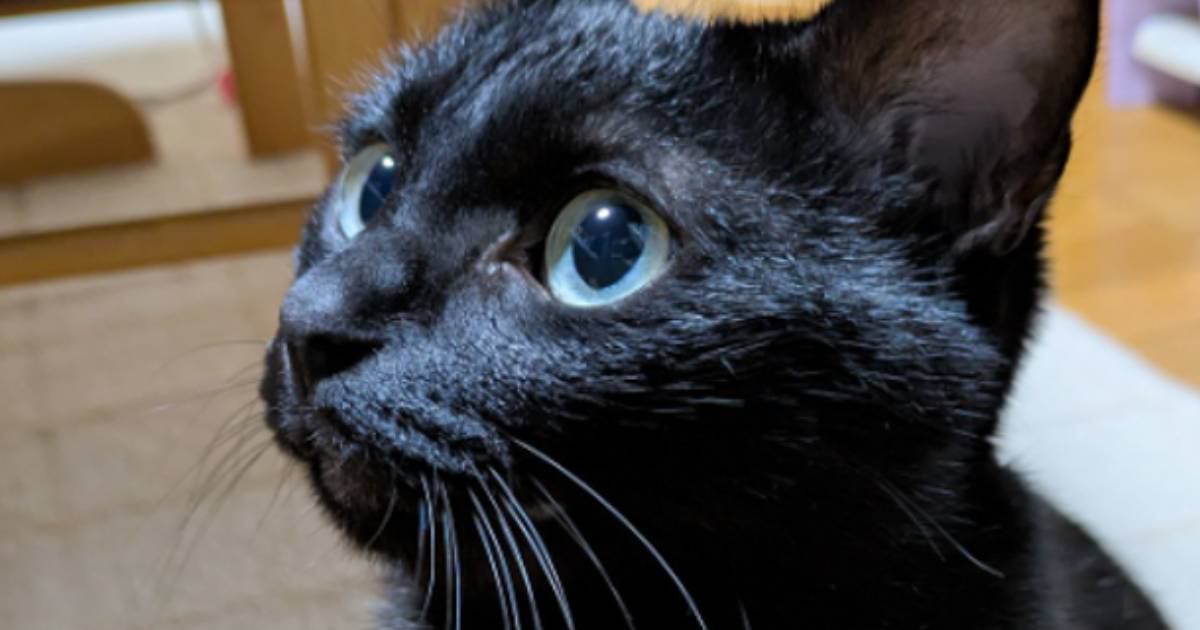 普段はエメラルドグリーンの瞳をしている黒猫→『角度を変える』と