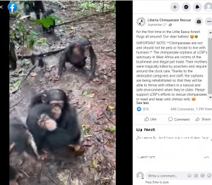 森にやってきた孤児を抱きしめる仲間(画像は『Liberia Chimpanzee Rescue 2022年9月27日付Facebook「Little boy Beckley meets all of his new family for the first time」』のスクリーンショット)