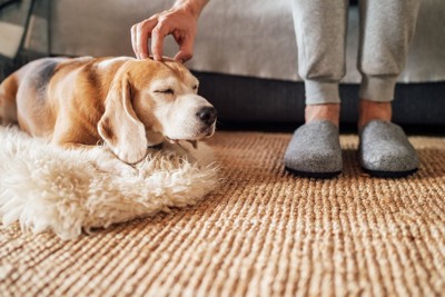 ソファに座る飼い主の足元で寝るビーグル