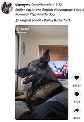 ���ե����ξ�ǥ��å������븵�ٻ����ʲ����ϡ�Davey Rutherford��2021ǯ3��22����TikTok��Sniffer dog knows English�ס٤Υ����꡼�󥷥�åȡ�
