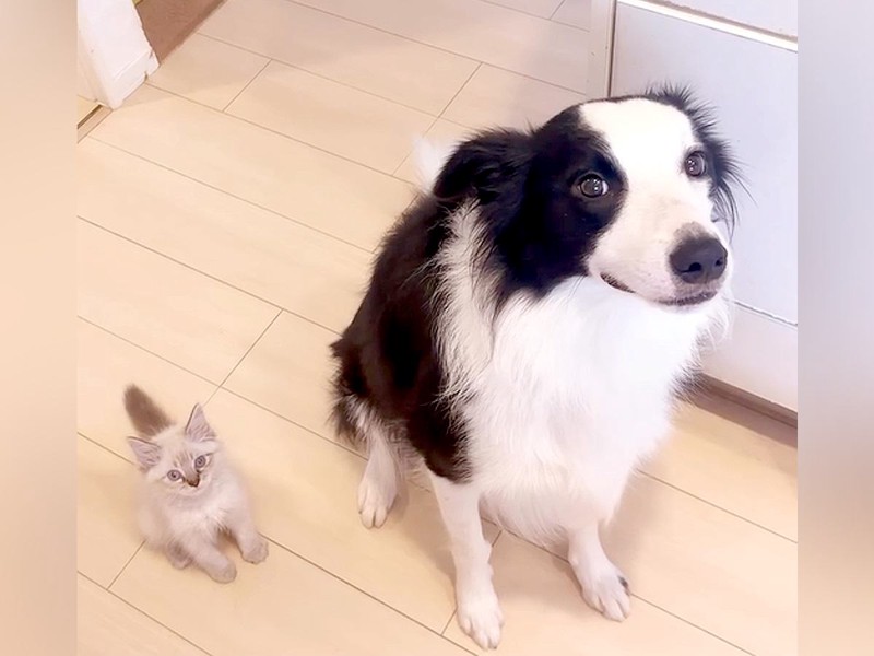 わんこの仕草を真似してしまう子猫が話題「心がギュンとなる」