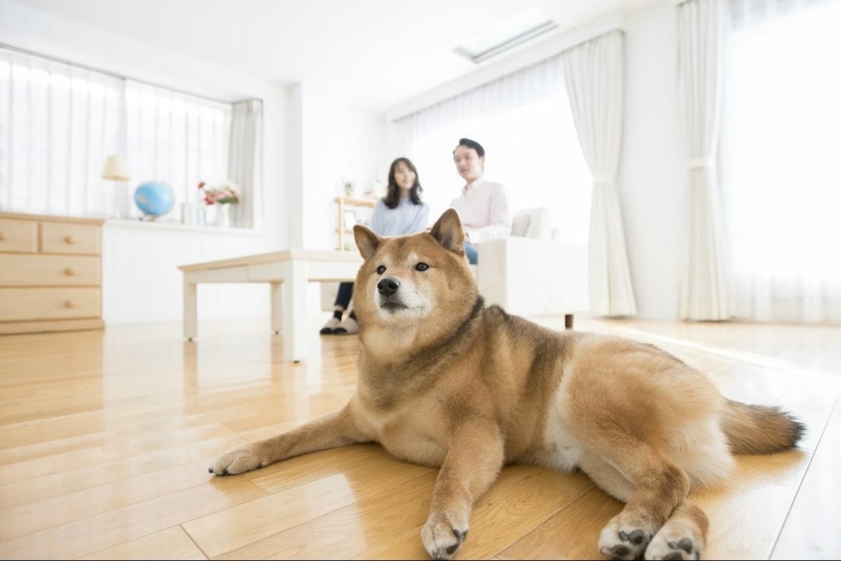 「わが家も」と共感殺到！家族の揉め事で愛犬が見せた「忠犬ハチ公級の守り方」に77,000いいねの感動の理由【ママリ】
