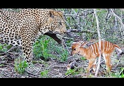 ヒョウと向き合う子鹿（画像は『Latest Sightings　2019年12月3日公開 YouTube「Baby Buck Headbutts Leopard Persistently To Try Escape」』のサムネイル）