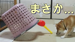 【驚愕】手作りトラップに挑んだ柴犬、想像を遥かに超える身体能力と賢さに拍手喝采！