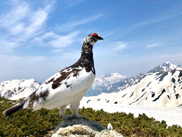 ライチョウを見つけよう！立山黒部アルペンルート「雪の大谷