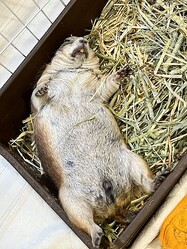 ���Ƥ��ɤ��Ǥ��ɤ��ʤä��ץ졼�꡼�ɥå����ؤ�ŷ��ž����Ѥ�̵�����İ���