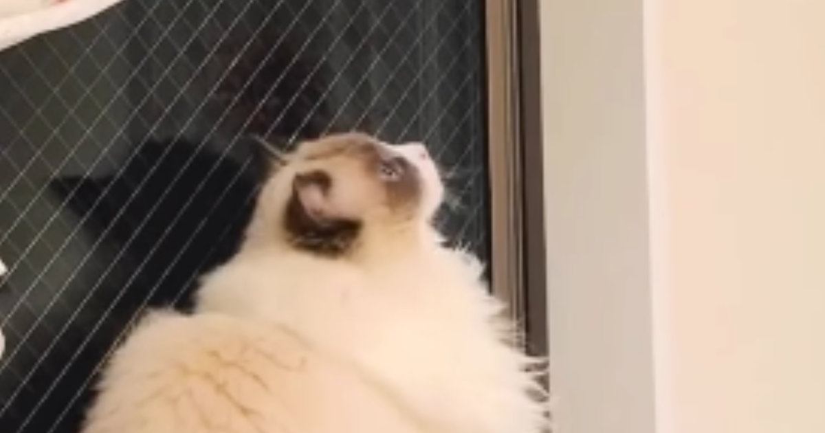 猫のためにDIYされたキャットウォークが話題に！