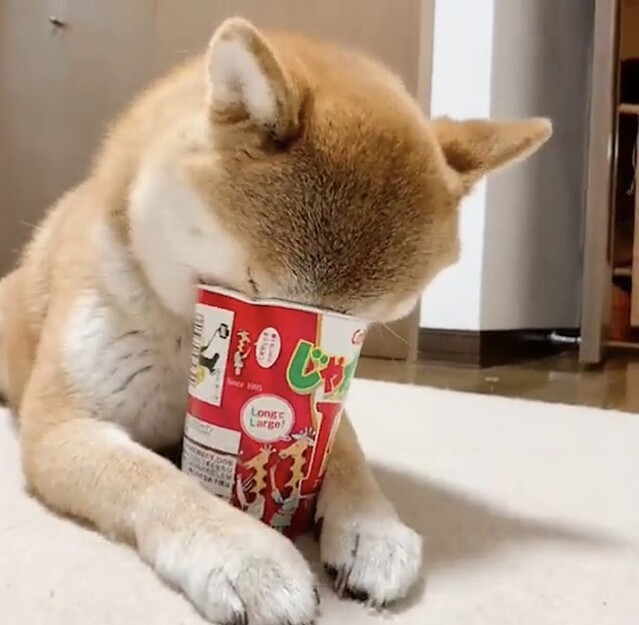 柴犬がじゃがりこの残り香をスーハー 動画に 気持ち分かる ライブドアニュース 柴犬がじゃがりこの残り香をスーハー 動画に 気持ち分かる ライブドアニュース