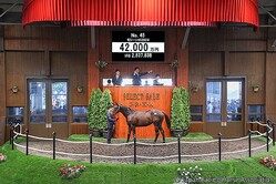 4��2000���ߤ�����줿��������֥�å�����β��ϡ֥⥷�����2024�ס�C��Japan Racing Horse Association