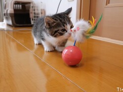 羽根を捕まえたい…けど…！？