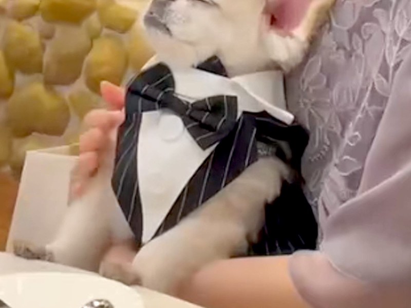 結婚式に参加した犬 席に着くも予想外の光景に反響「羨ましいぃ」