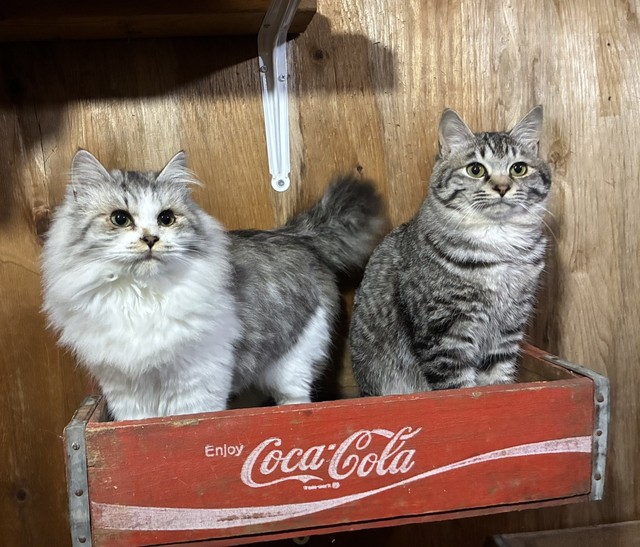 モコちゃんとトラくん?（なかよし自販機コーナーの広報担当・手塚さん提供）