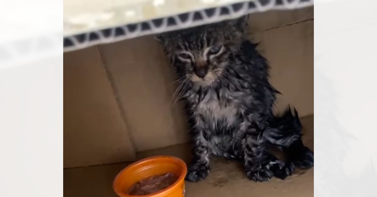 雨の中、衰弱しきっていた子猫が話題「見てられない辛い」