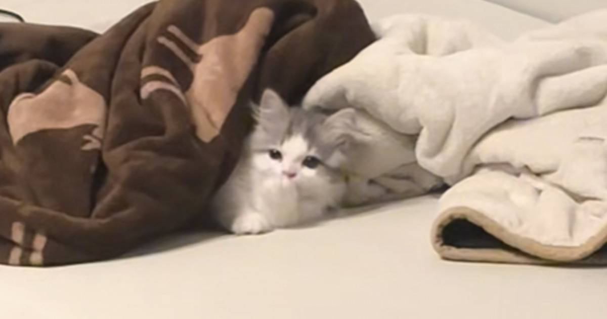 ޤˤİƻ礬 եǤĤǭλѤȿ