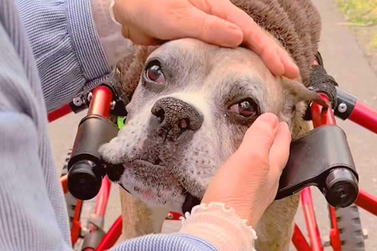 車椅子の犬を散歩していたら...心温まるワンシーンに涙