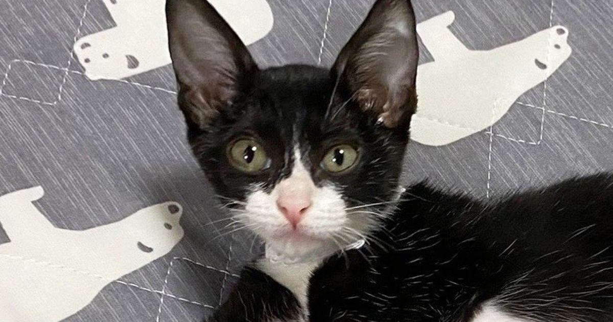�±����νŤ����ä�Ƚ������ǭ����ǭ������֤��������ǭ��Ρؾ׷�ӥե�ー���ե�ー�٤�14�������ֹ͡������ͤޤäƤ�ס���Ũ�ˤʤä���
