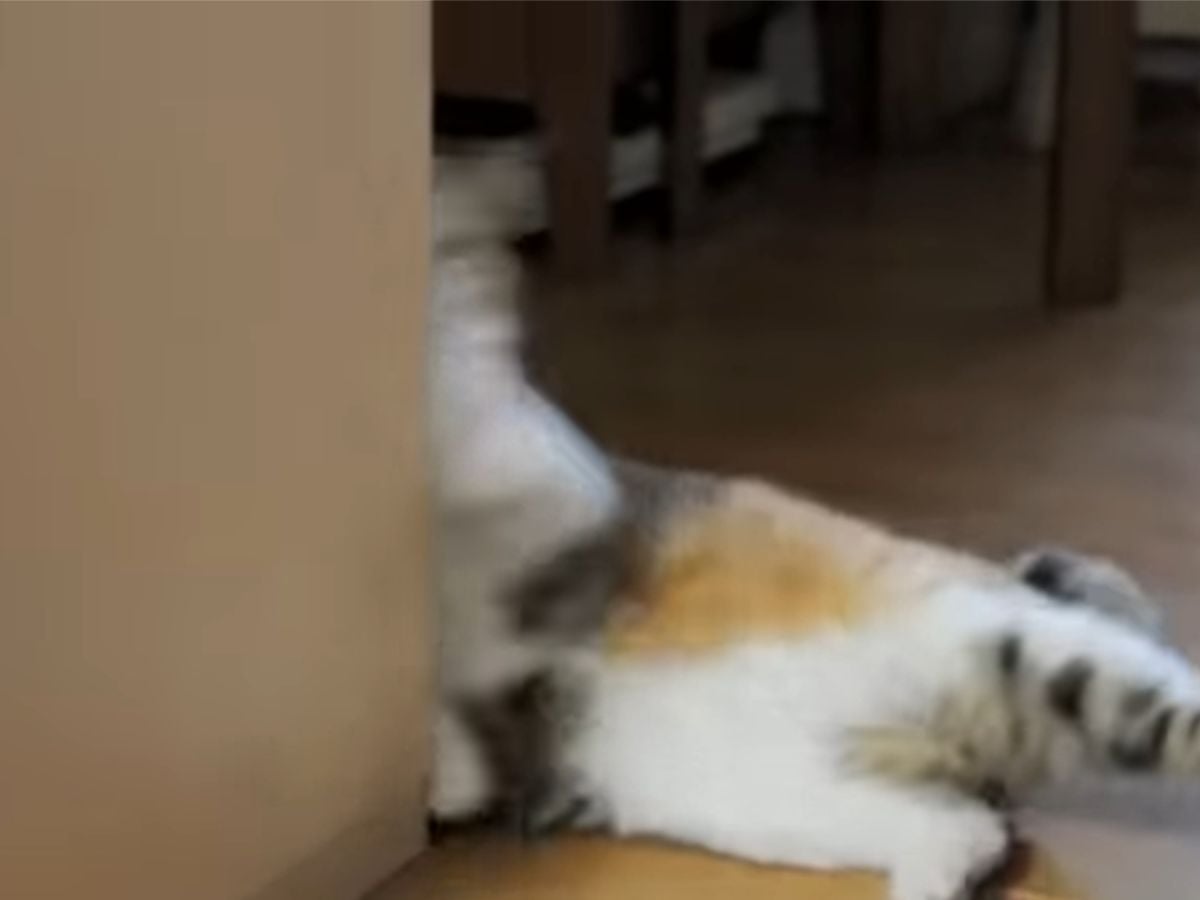 �ɤ˴�꤫����Τ��ԡġ�