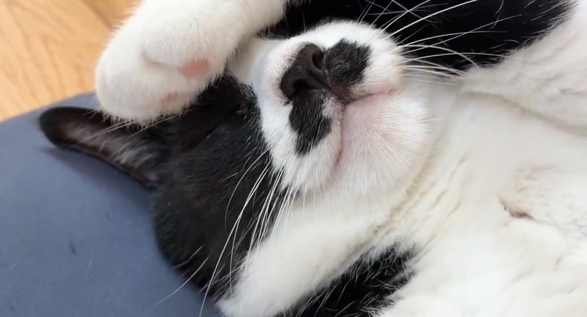 「おじさん入ってる?」人間みたいな猫の姿に大きな反響