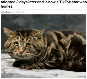 �ᤷ������ɽ����ݸ�ǭ�ʲ����ϡ�Insider��2023ǯ3��1����A sad cat called Fishtopher went viral for his adorable face. He was adopted 2 days later and is now a TikTok star who helps pets find homes.�ס�Homeward Bound Pet Adoption Center�ˡ٤Υ����꡼�󥷥�åȡ�