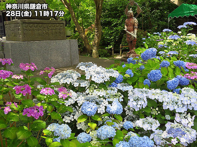 鎌倉 長谷寺の紫陽花が例年に比べ早くも色づく 関東でも梅雨入りの発表か ライブドアニュース 鎌倉 長谷寺の紫陽花が例年に比べ早くも色づく 関東でも梅雨入りの発表か ライブドアニュース
