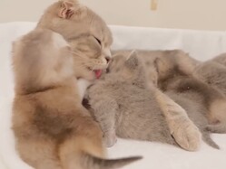 ���𤬶������롪��