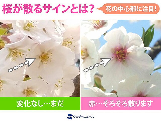 桜の花に 散り始めサイン が出現中 東京は早くも桜吹雪に ライブドアニュース
