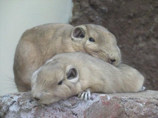 積み重なる仕草が話題の動物「グンディ」とは?/画像提供:埼玉県こども動物自然公園