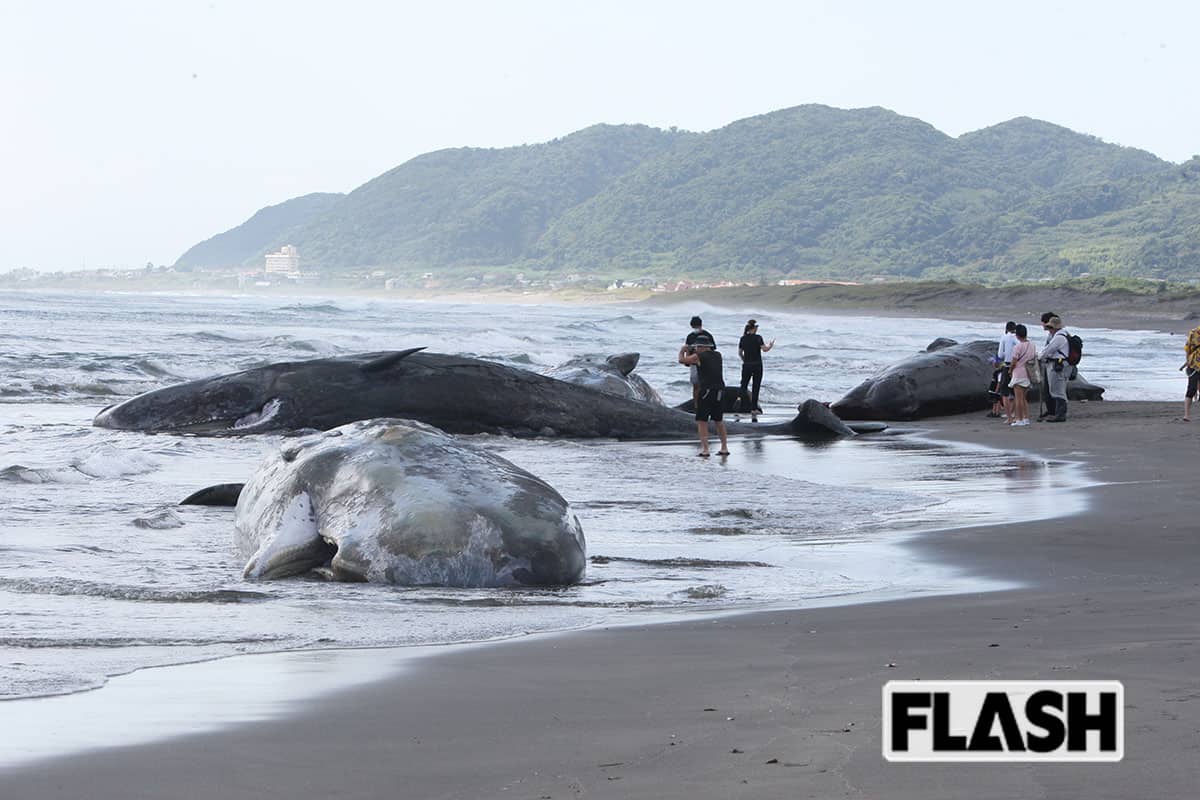  2025年7月30日、千葉県館山市の平砂浦海岸に漂着した4頭のマッコウクジラ（写真・保坂駱駝） 