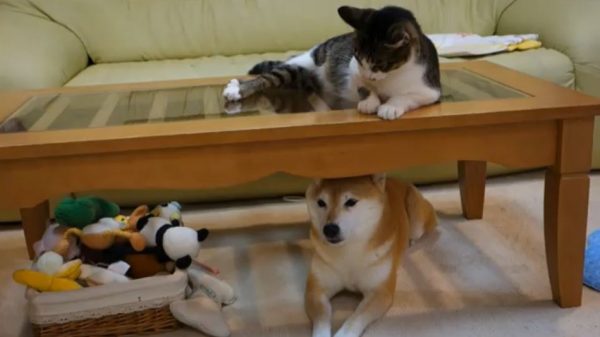 画像 柴犬に降りそそぐ猫パンチ 雷怖がる犬と遊びたい猫の噛み合わない関係性 13 17 ライブドアニュース