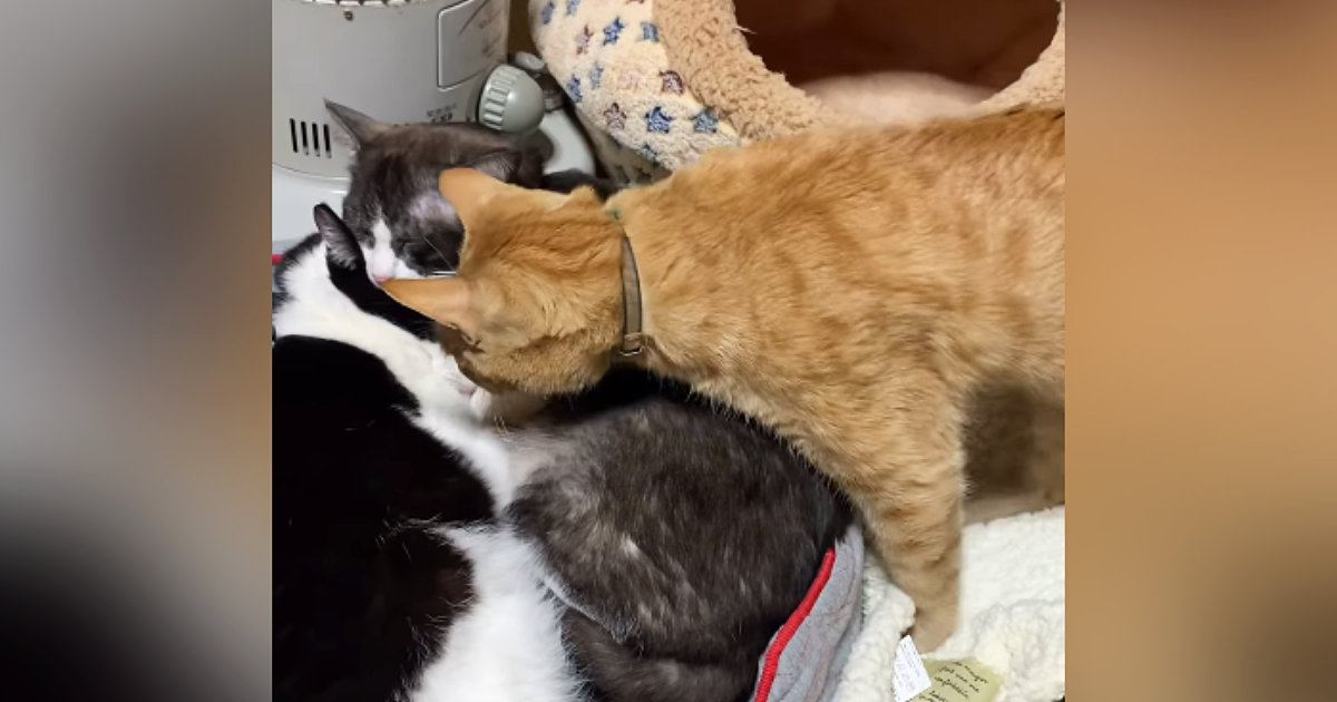 「僕も入れて」と強引な猫団子 インスタで388万回以上再生される