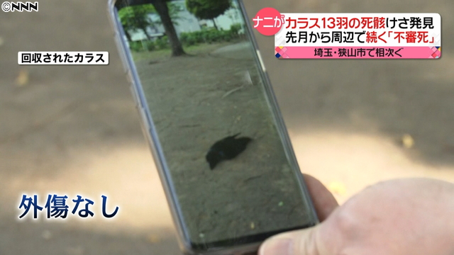 狭山市で13羽のカラ…