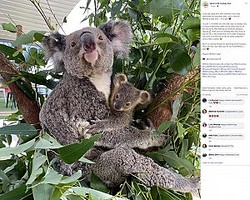 ����7����Ⱦ�ǽ����ޤ�����Ф����֤����ʲ����ϡ�WILD LIFE Sydney Zoo��2020ǯ5��9����Facebook��Iluka the koala and now first-time mum has welcomed an adorable joey, just in time for Mother��s Day and�� it��s a girl!�ס٤Υ����꡼�󥷥�åȡ�