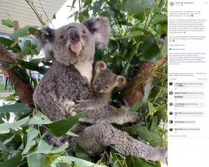 生後7か月半で初めて袋から顔を出した赤ちゃん(画像は『WILD LIFE Sydney Zoo 2020年5月9日付Facebook「Iluka the koala and now first-time mum has welcomed an adorable joey, just in time for Mother’s Day and… it’s a girl!」』のスクリーンショット)