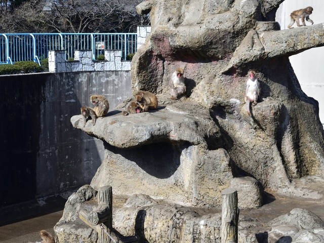 市川市動植物園の猿山(c)ikeyama/stock.adobe.com