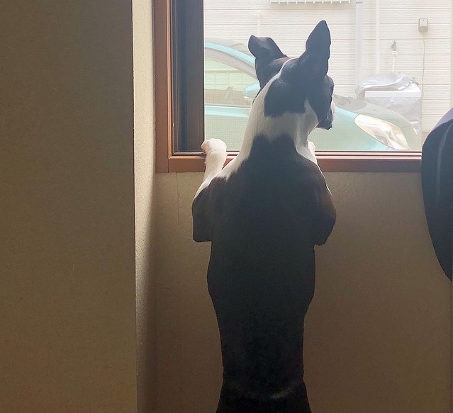 犬を家の中にしまおう