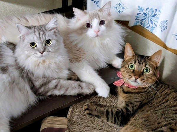 まるで会議してるみたい!? (左から)しゅらくん、りおらくん、みらちゃん(画像提供:みしゅりさん)