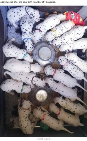��������18ɤ�Υ���᥷������֤����ʲ����ϡ�LADbible��2020ǯ5��18���ա�Dalmatian Gives Birth To Litter Of 18 Puppies After 14-Hour Labour�ס�Credit: Caters�ˡ٤Υ����꡼�󥷥�åȡ�