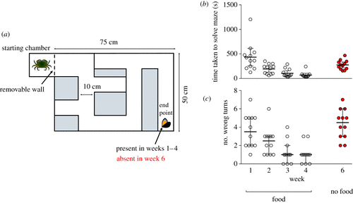 実は賢い ハチの10 1の脳しかないカニが2週間も同じ記憶を保てると判明 ライブドアニュース
