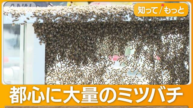 東京タワー近くのオフィス街に「ハチの大群」“引っ越し途中”か周囲を規制