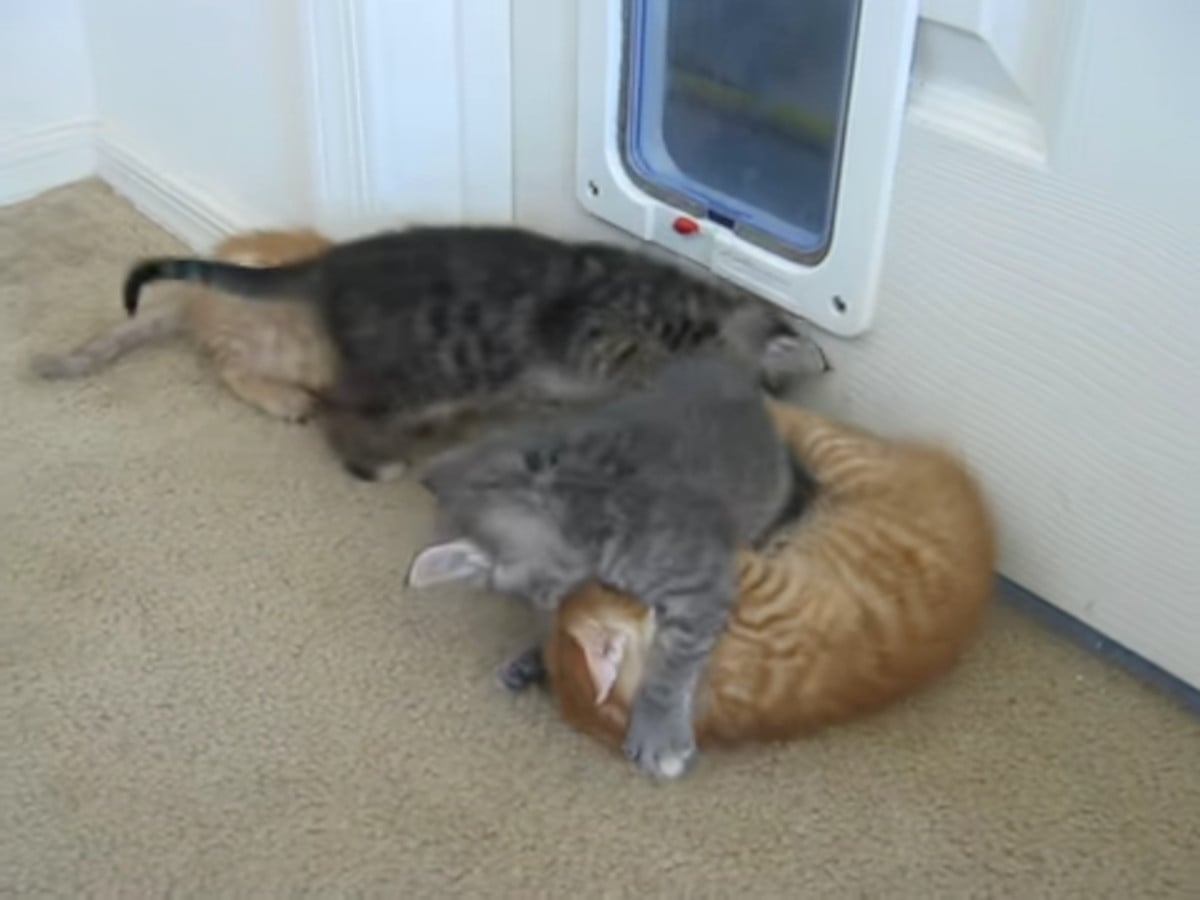 個性豊かな4匹の子猫たちが、お団子状態に!