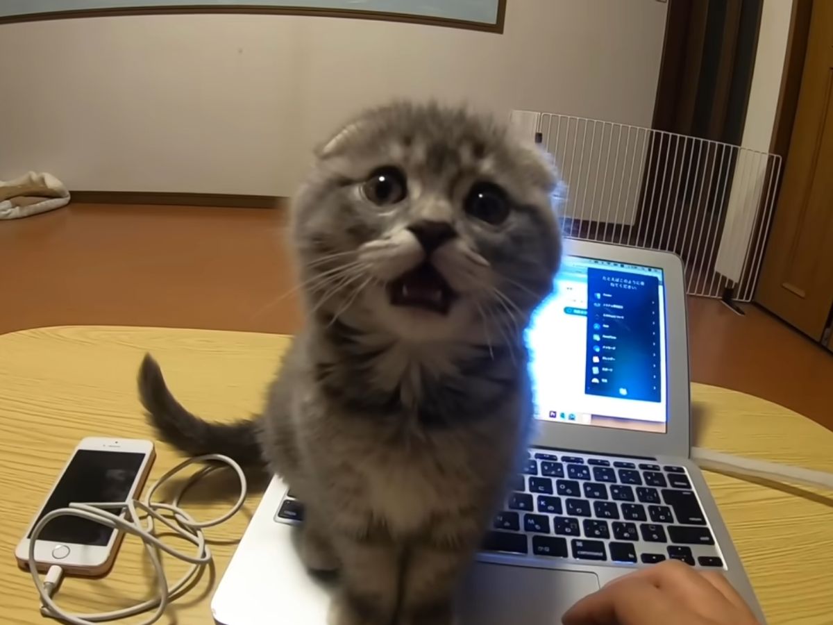 こんな表情でアピールされたら…!