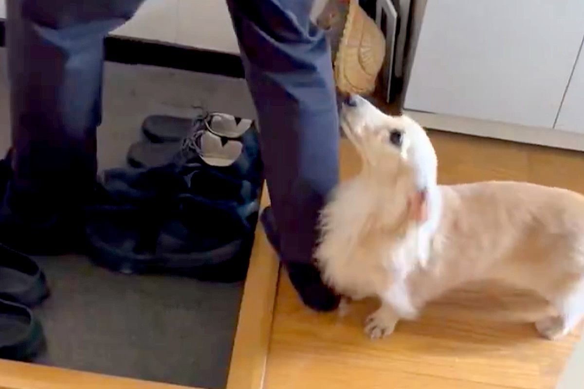 �ص��ä��㤦�Ρġ��ٵ��ʤ��Ƥ������Ȥ��̤�������פ鷺�㤱��ؤ�������θ��ʡ٤�115��ɽ�����ʤ��Ƥ�ߤ����ǵ㤤���ס��ڤʤ��פ�ȿ��