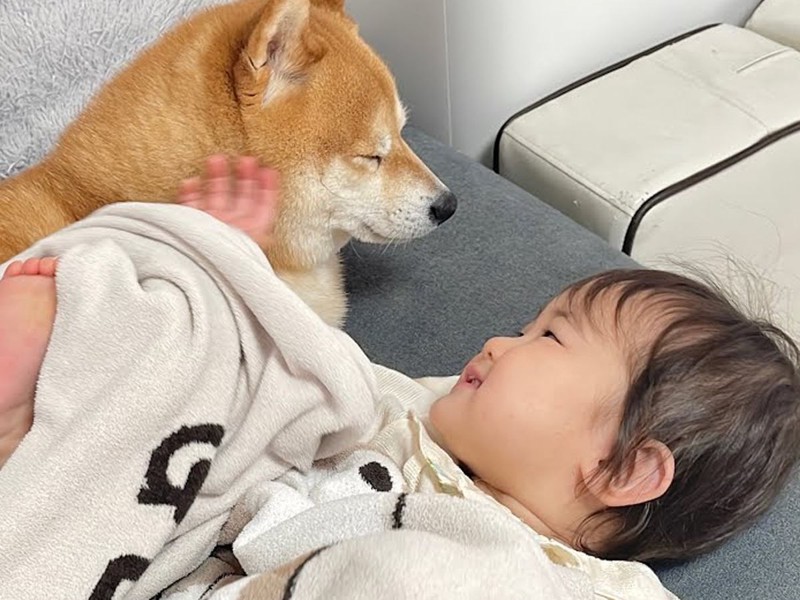 豆柴Rページ 夢見心地がよさそう」赤ちゃんと豆柴の日常のワンシーンに反響 (2025年