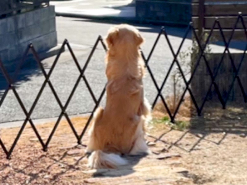 ѥѤΤȤԤӤ르ǥȥСλѤȿƤ