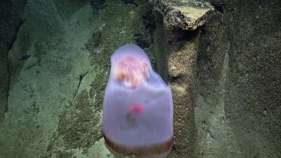 小さなクラゲが変形し巨大なビニール袋と化して獲物を捕食する様子が圧巻 ライブドアニュース