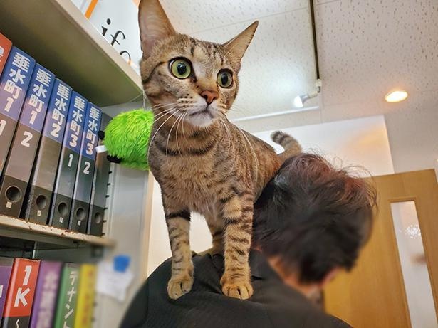 ���˾�äƤ勞�勞�⡼�ɤΥ륤����/�����󶡡�ǭ������ư�����桼����ͥåȹ���Ź(@Ulnet_222)